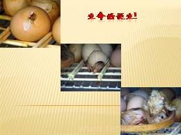 部编版八年级上册20《蝉》精品说课课件ppt
