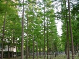 二年级下册4《邓小平爷爷植树》名师优质课ppt课件