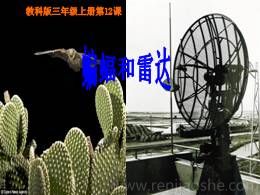 部编版四年级上册06.蝙蝠和雷达精品说课课件ppt