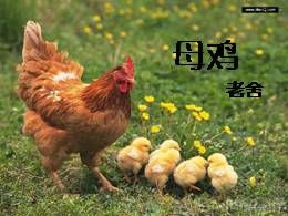 13母鸡优秀公开课ppt课件（四年级下册）